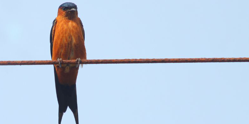 The Barn Swallow – The Benefit of Competition